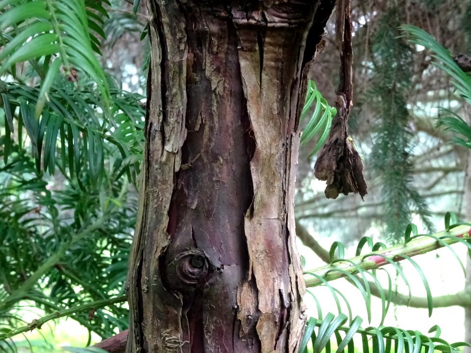 Ecorce de l' If commun , Taxus baccata, Taxacées 