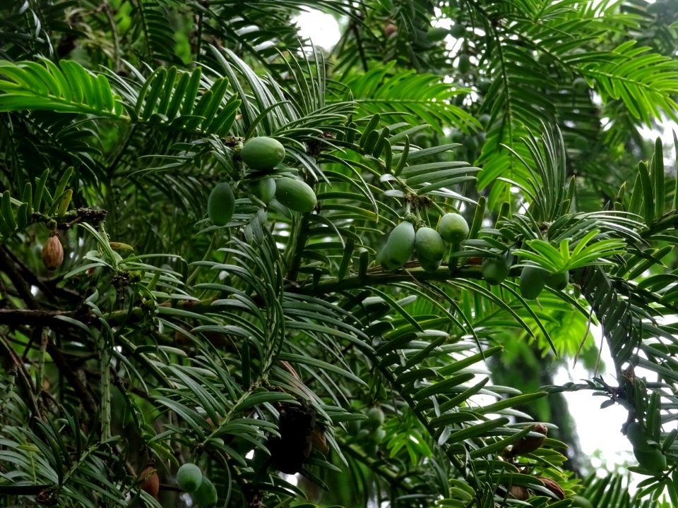 Arilles encore vertes de l' If commun , Taxus baccata, Tax… 