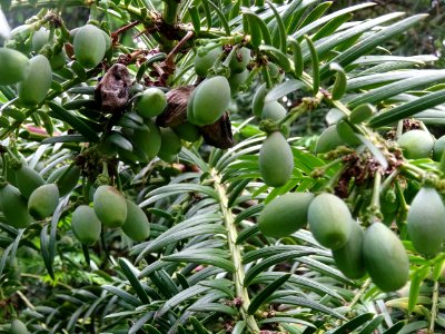 Arilles encore vertes de l' If commun , Taxus baccata, Tax… 