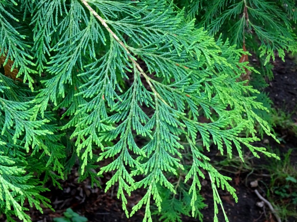 Rameaux du Thuya occidental, Thuja occidentalis, Cupressac… 
