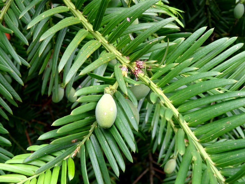 Arilles encore vertes de l' If commun , Taxus baccata, Tax… 