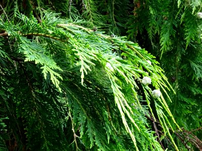 Rameaux et fruits du Thuya occidental, Thuja occidentalis,… 