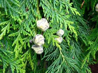 Rameaux et fruits du Thuya occidental, Thuja occidentalis,… 