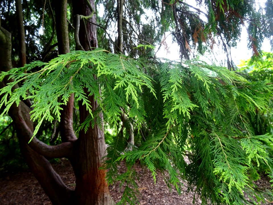 Rameaux du Thuya occidental, Thuja occidentalis, Cupressac… 