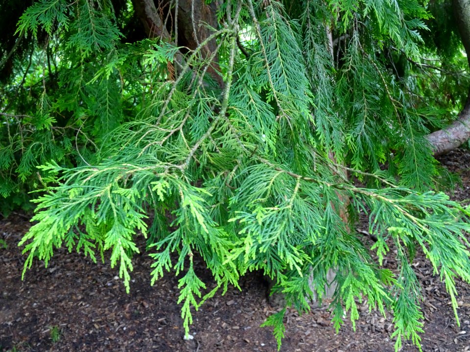 Rameaux du Thuya occidental, Thuja occidentalis, Cupressac… 