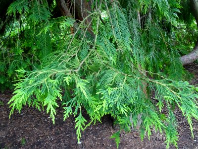 Rameaux du Thuya occidental, Thuja occidentalis, Cupressac… 