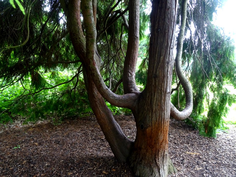 Tronc du Thuya occidental, Thuja occidentalis, Cupressacée… 