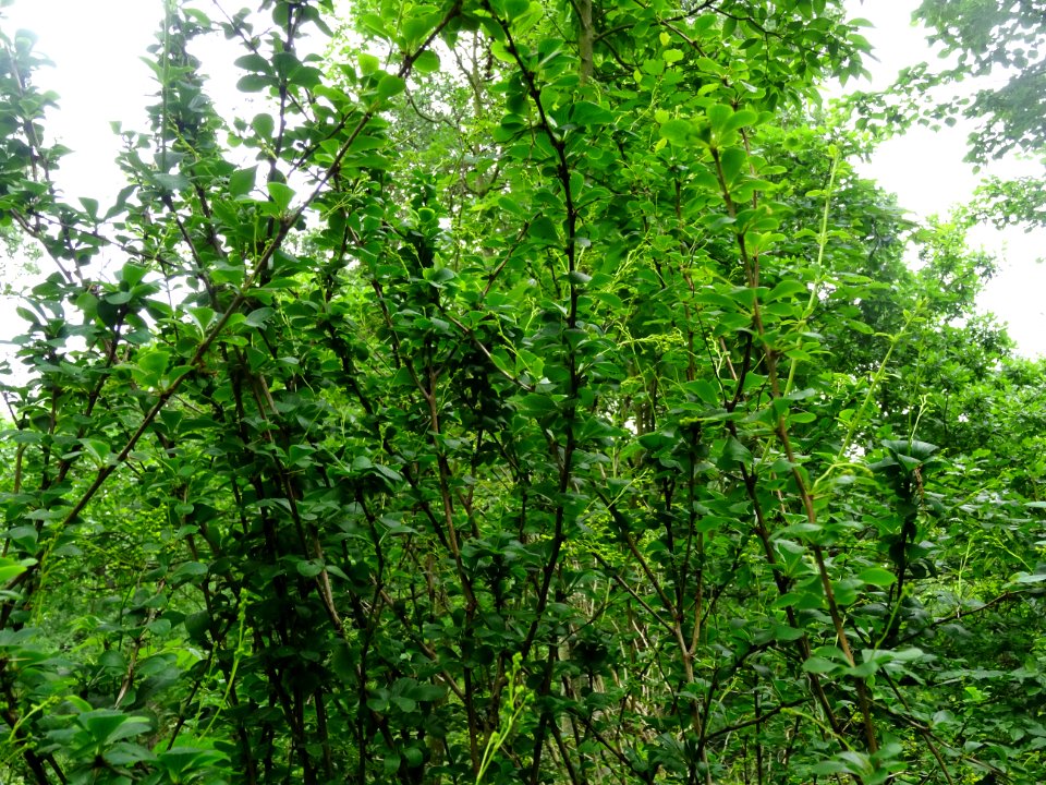 Rameaux piquants, feuilles et fleurs de l'Epine-vinette, B… 
