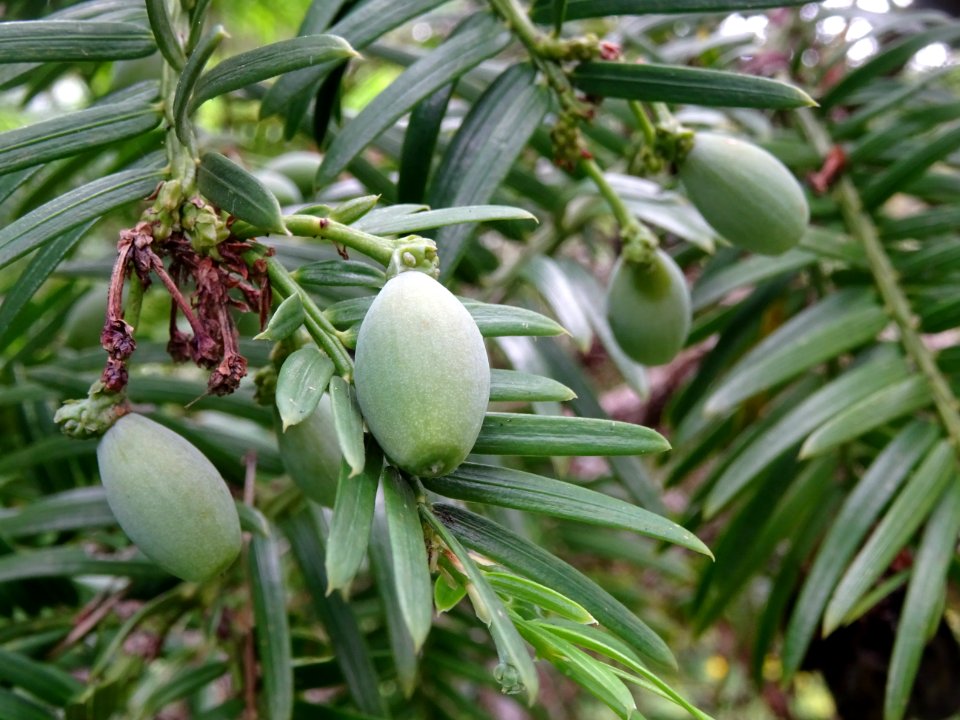Arilles encore vertes de l' If commun , Taxus baccata, Tax… 
