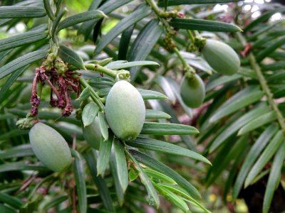 Arilles encore vertes de l' If commun , Taxus baccata, Tax… 