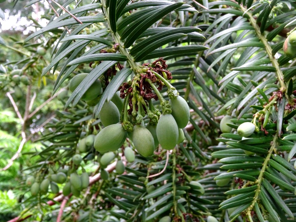 Arilles encore vertes de l' If commun , Taxus baccata, Tax… 