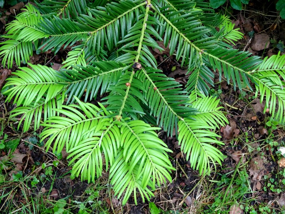If commun , Taxus baccata, Taxacées 