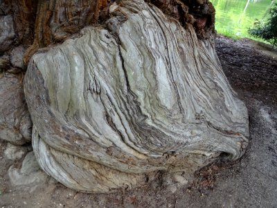 Base du tronc du Séquoia sempervirens ou Séquoia à feuille… photo