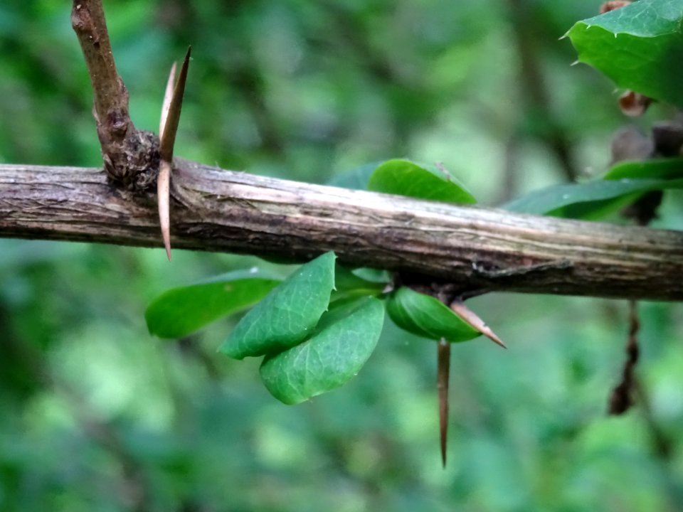 Rameau piquant de l'Epine-vinette, Berberis vulgaris, Berb… 