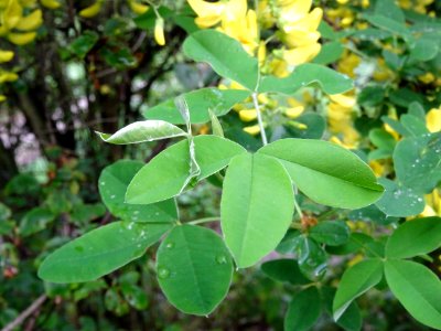 Cytise à grappes, Laburnum anagyroides, Fabacées 