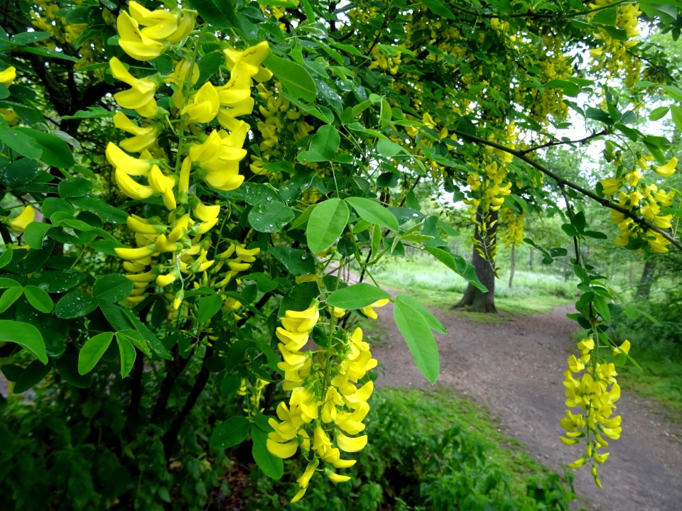 Cytise à grappes, Laburnum anagyroides, Fabacées 