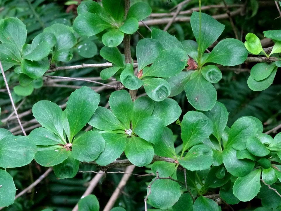 Feuilles de l'Epine-vinette, Berberis vulgaris, Berbéridac… 