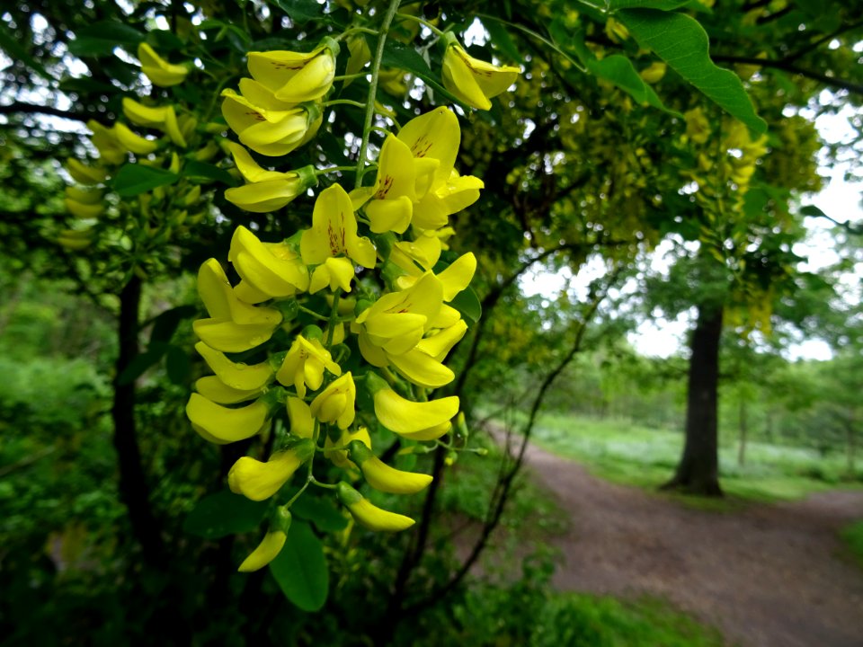 Cytise à grappes, Laburnum anagyroides, Fabacées 