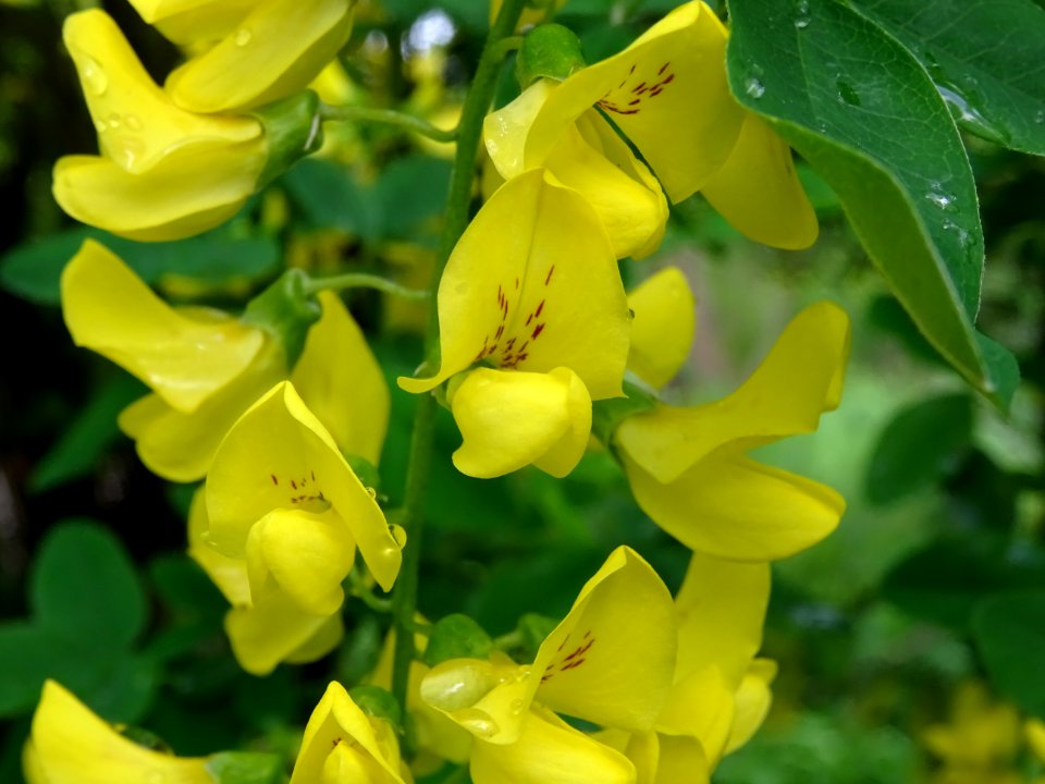 Cytise à grappes, Laburnum anagyroides, Fabacées 