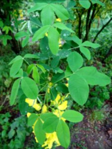 Cytise à grappes, Laburnum anagyroides, Fabacées 