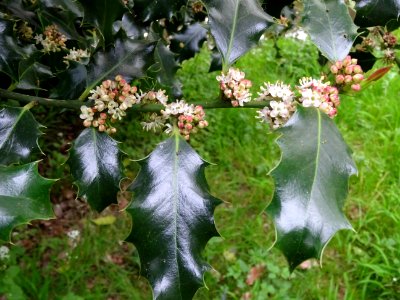 Fleurs et feuilles de Houx, Ilex aquifolium, Aquifoliacées… 