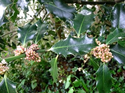Fleurs et feuilles de Houx, Ilex aquifolium, Aquifoliacées… 