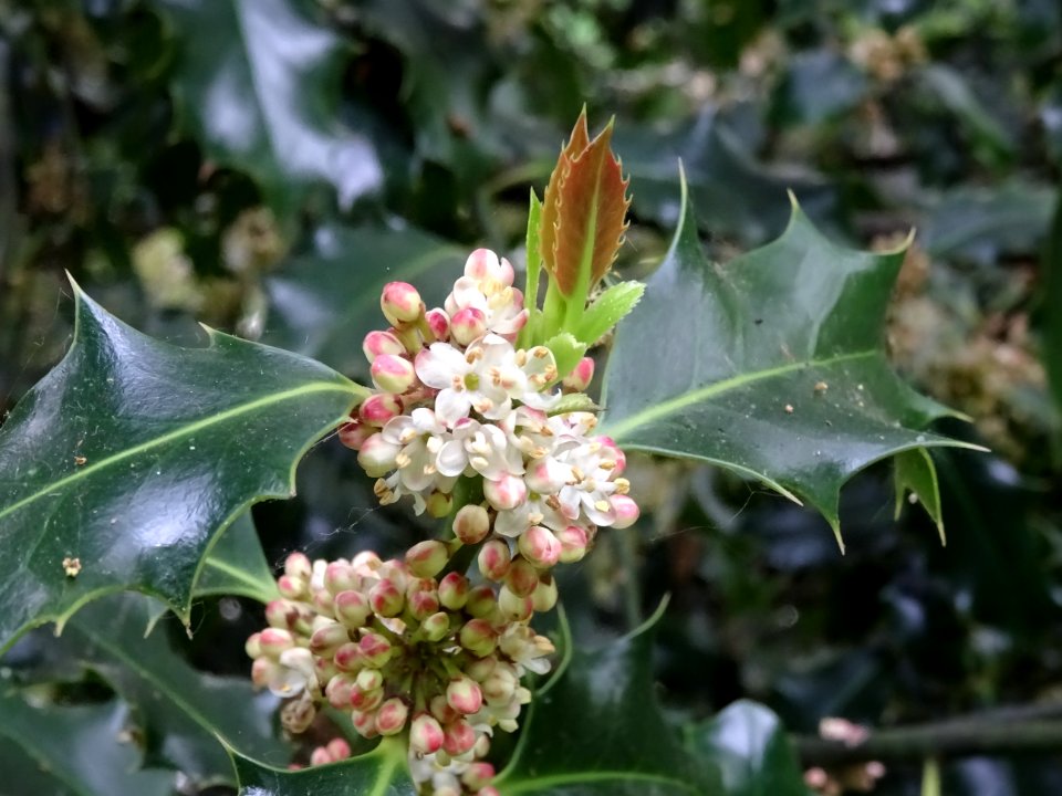 Fleurs et feuilles de Houx, Ilex aquifolium, Aquifoliacées… 