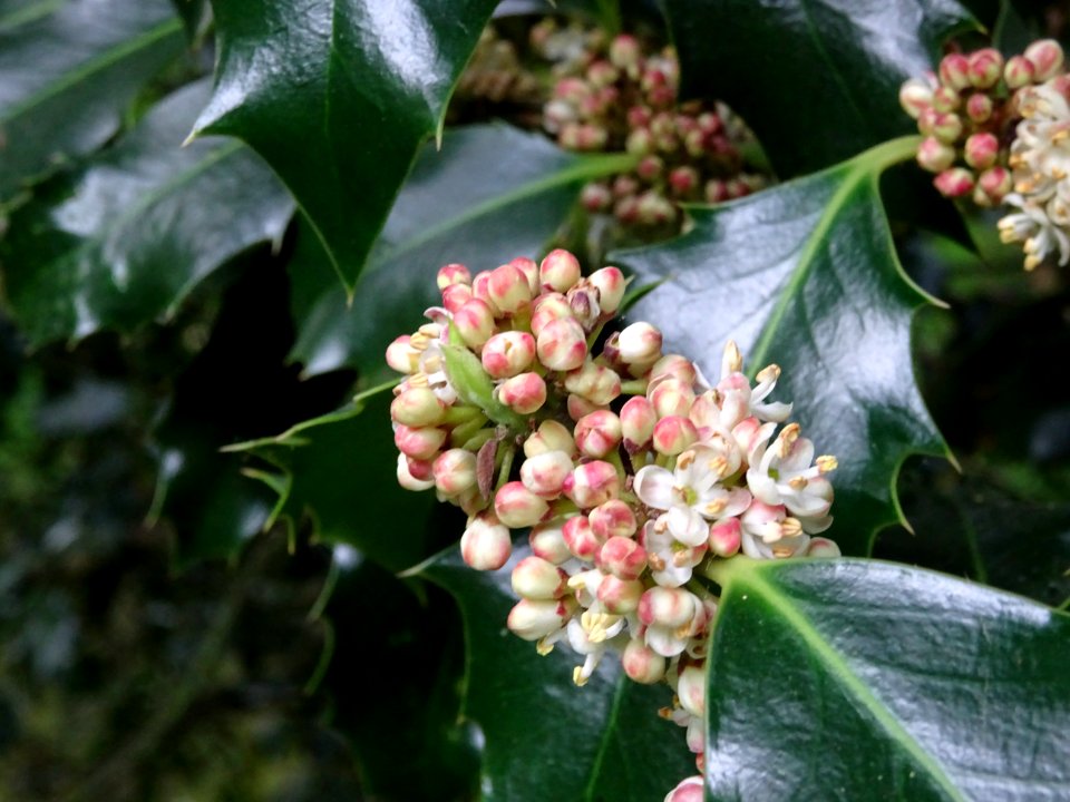 Fleurs et feuilles de Houx, Ilex aquifolium, Aquifoliacées… 