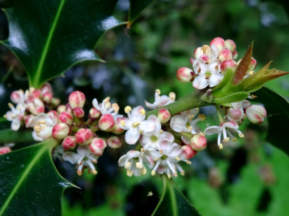 Fleurs et feuilles de Houx, Ilex aquifolium, Aquifoliacées… 