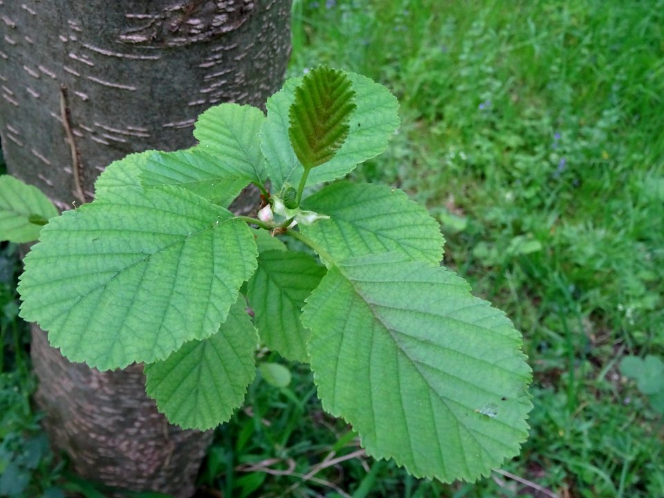 Feuilles de l'Aulne glutineux, Alnus glutinosa, Betulacées… 