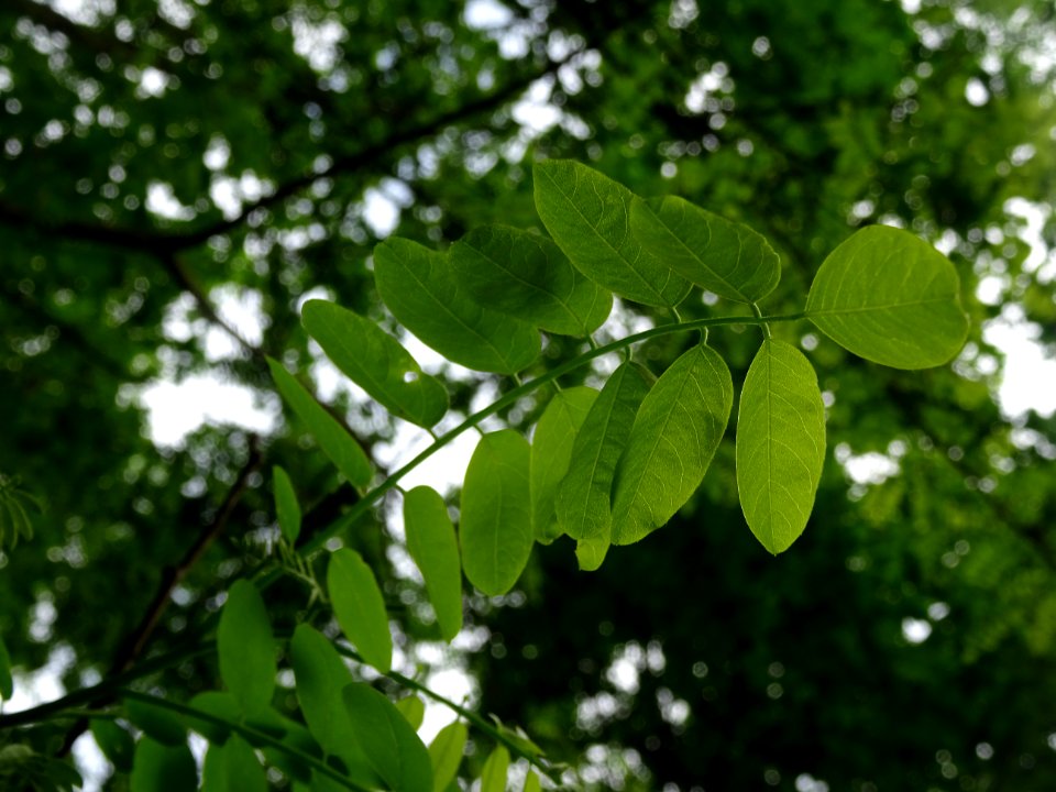 Feuille vue par en dessous du Robinier faux-acacia, Robini… 