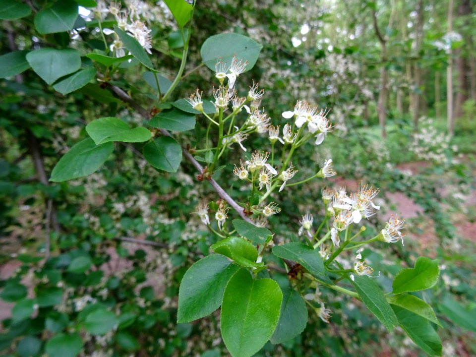 Fleurs dressées du Cerisier de Ste Lucie, Prunus Mahaleb, … 