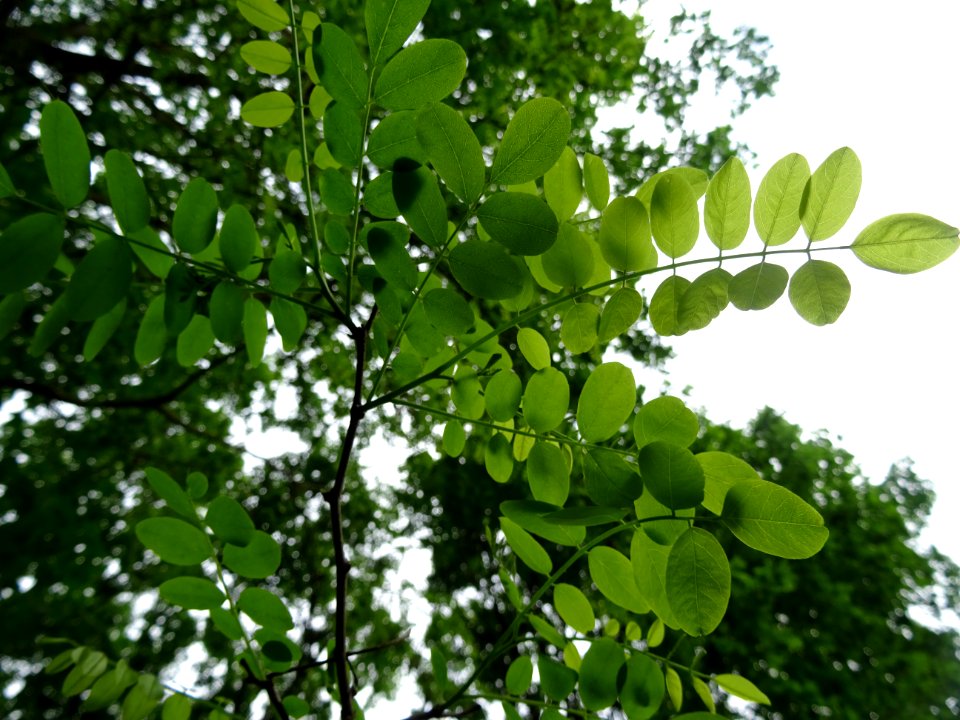 Feuilles vues par en dessous du Robinier faux-acacia, Robi… 