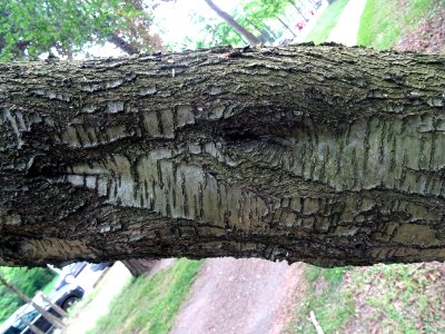 Tronc du Cerisier de Ste Lucie, Prunus Mahaleb, Rosacées 