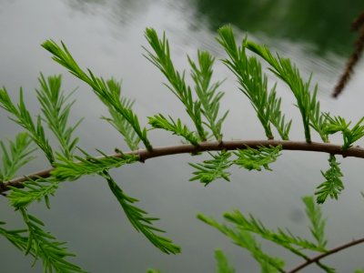 Rameaux feuillus de Cyprès chauve des marécages, Taxodium … 