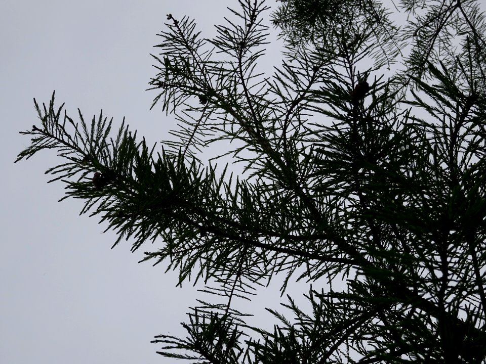 Rameaux feuillus de Cyprès chauve des marécages, Taxodium … 