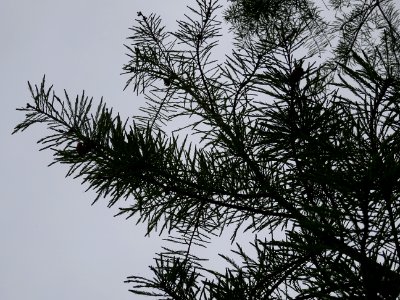 Rameaux feuillus de Cyprès chauve des marécages, Taxodium … 