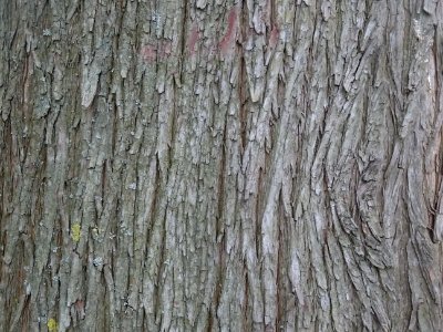 Tronc de Cyprès chauve des marécages, Taxodium distichum, … 