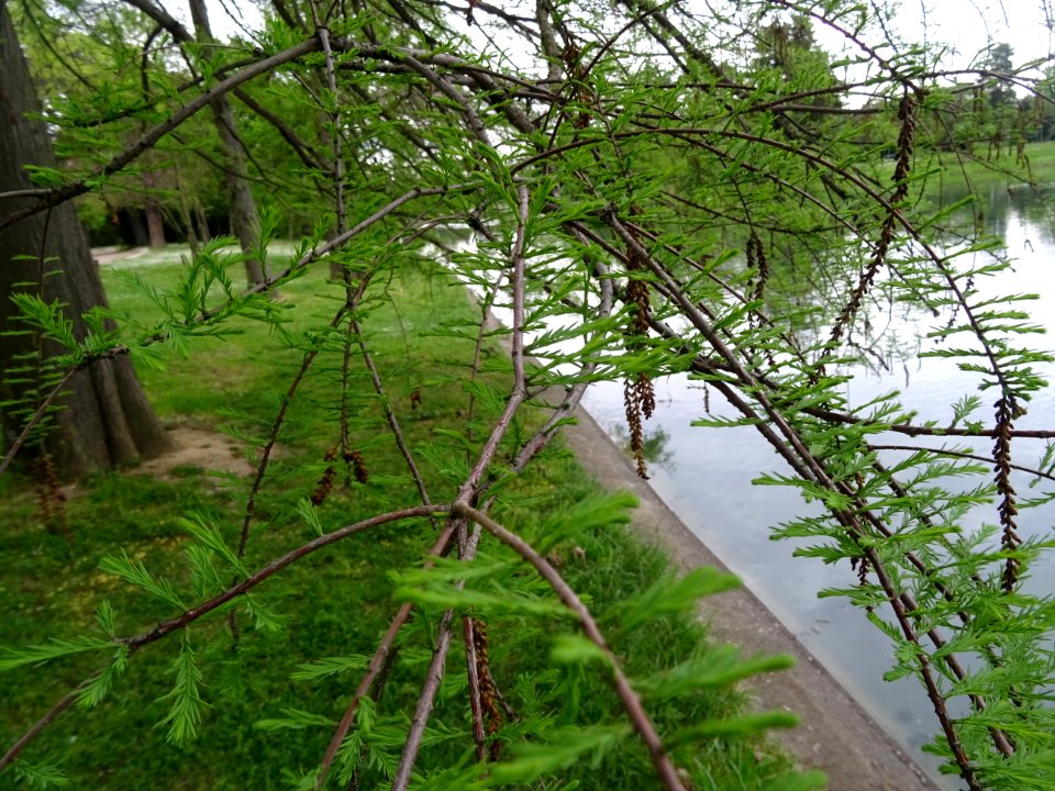 Rameaux feuillus et inflorescences de Cyprès chauve des ma… 