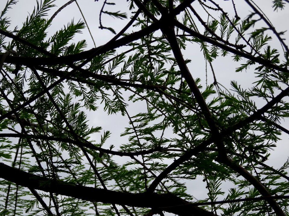 Rameaux feuillus de Cyprès chauve des marécages, Taxodium … 
