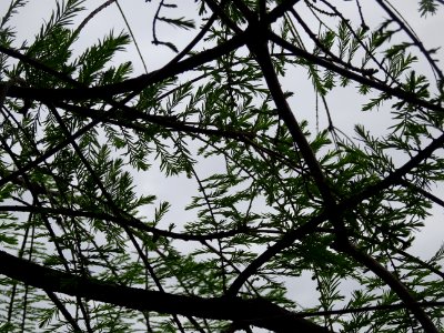 Rameaux feuillus de Cyprès chauve des marécages, Taxodium … 