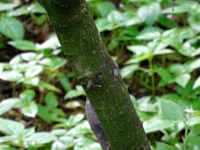 Tronc du Micocoulier de Provence, Celtis australis, Cannab… 