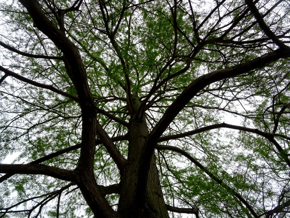 Cyprès chauve des marécages, Taxodium distichum, Taxodiacé… 
