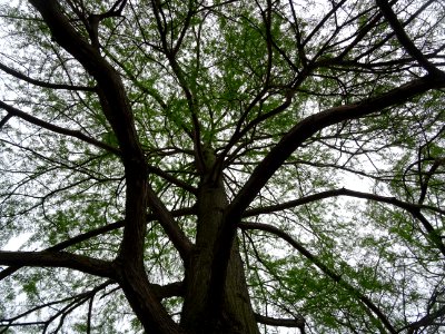 Cyprès chauve des marécages, Taxodium distichum, Taxodiacé… 