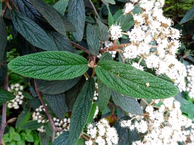 Viorne à feuilles ridées, Viburnum rhytidophyllum, Caprifo… 