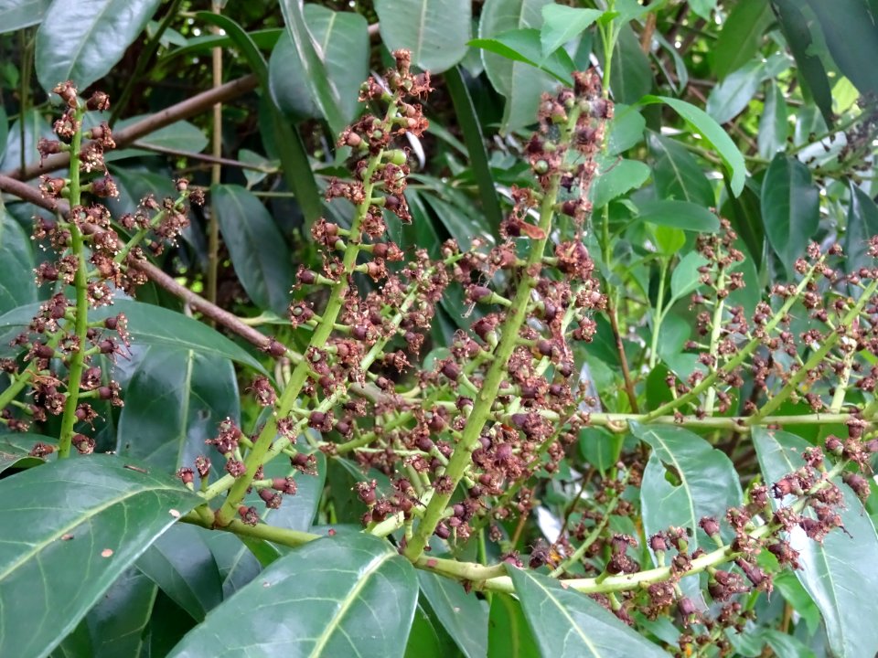 Inflorescences fanées et feuilles du Laurier-cerise, Prunu… 