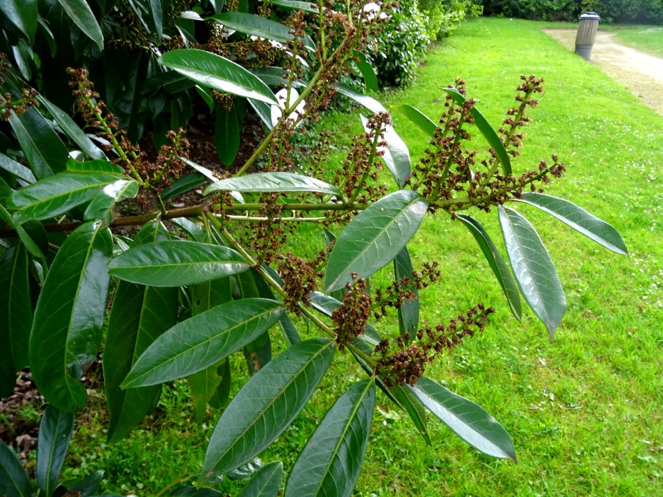 Inflorescences fanées et feuilles du Laurier-cerise, Prunu… 