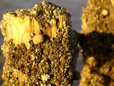 Sea wadden sea coast