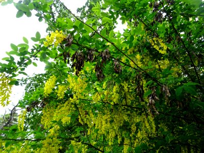 Cytise à grappes, Laburnum anagyroides, Fabacées photo