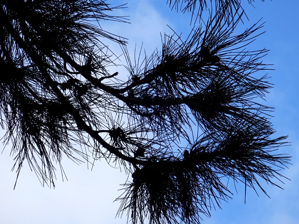 Pin noir ou Pin laricio de Corse, Pinus nigra var. maritim… 